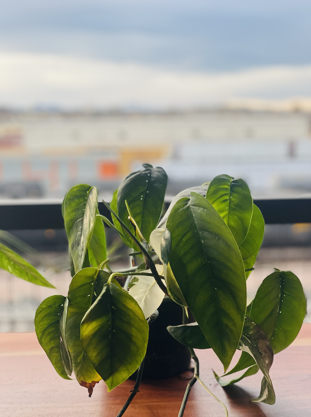 Albo Epipremnum Pinnatum